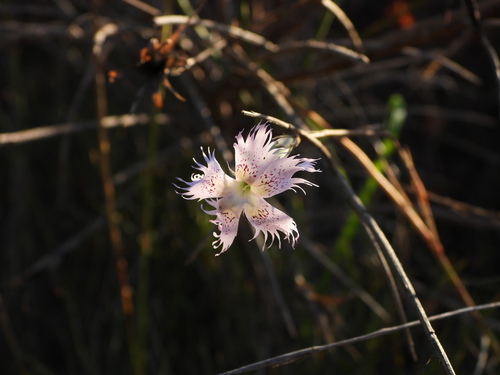 Brotero's Pink (Dianthus broteri)