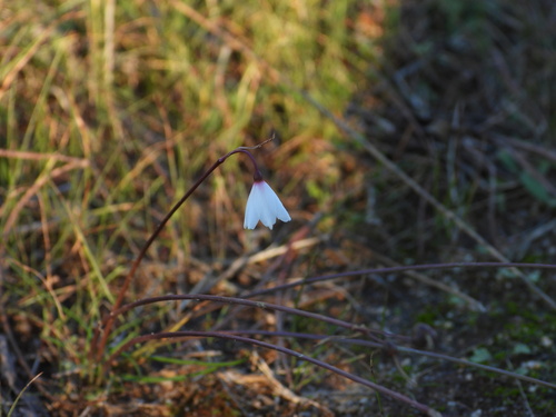 Autumn Snowflake (Acis autumnalis)