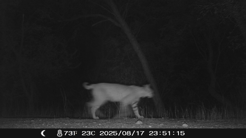iNaturalist observation 2025-08-17
