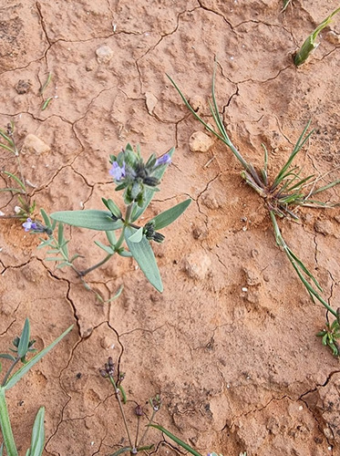 Linaria micrantha