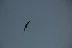Milvus migrans