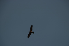 Milvus migrans