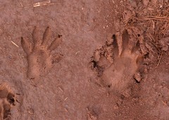 Procyon cancrivorus