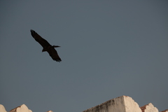 Milvus migrans