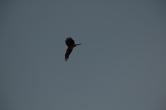 Milvus migrans