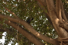 Corvus splendens
