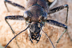 Cicindela sylvatica