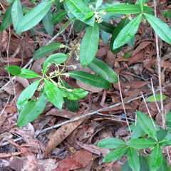 Alyxia spicata