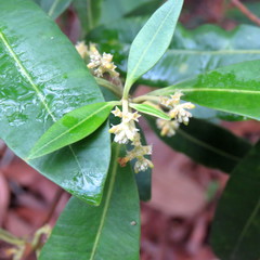 Alyxia spicata