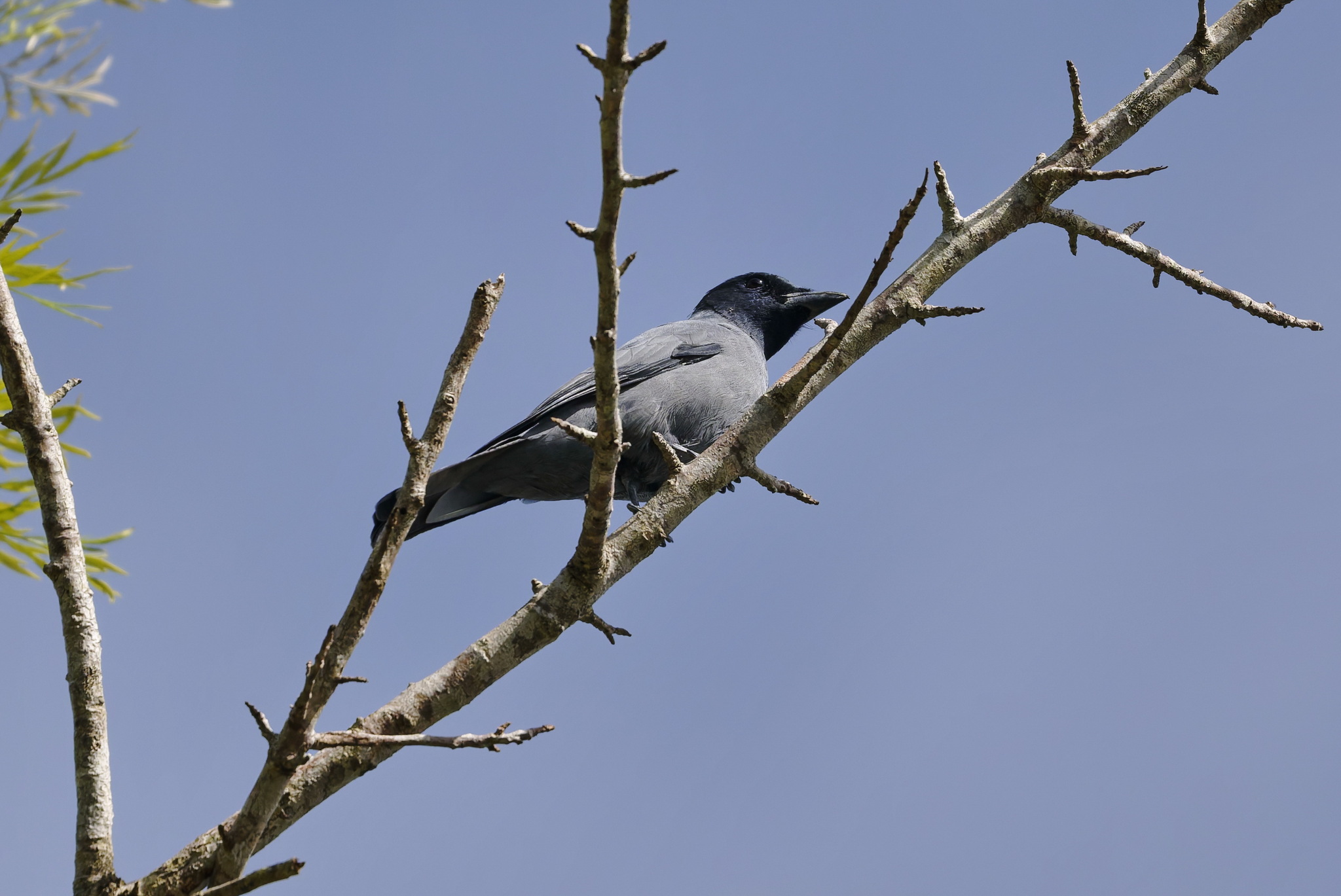 Sunda Cuckooshrike (Coracina larvata), photo 4