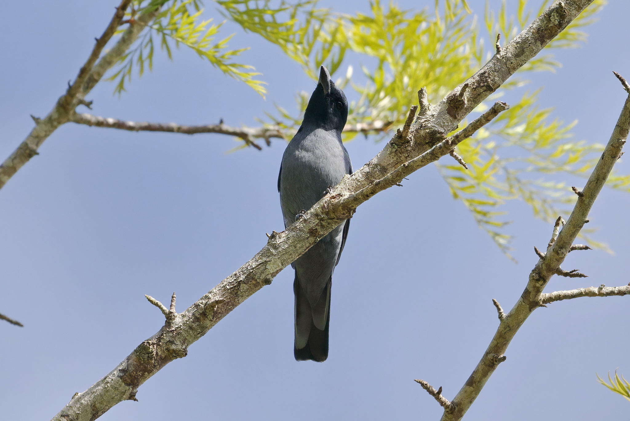 Sunda Cuckooshrike (Coracina larvata), photo 5