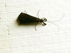 Mystacides sepulchralis