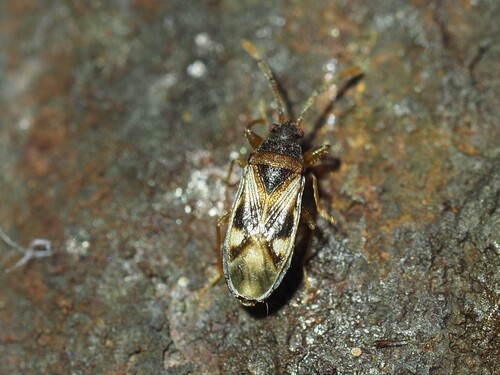 Photo of Large-spotted Seed Bug (Tempyra biguttula)