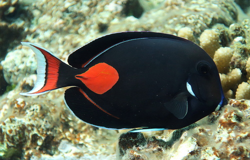 Achilles tang (Acanthurus achilles) — Acanthuridae