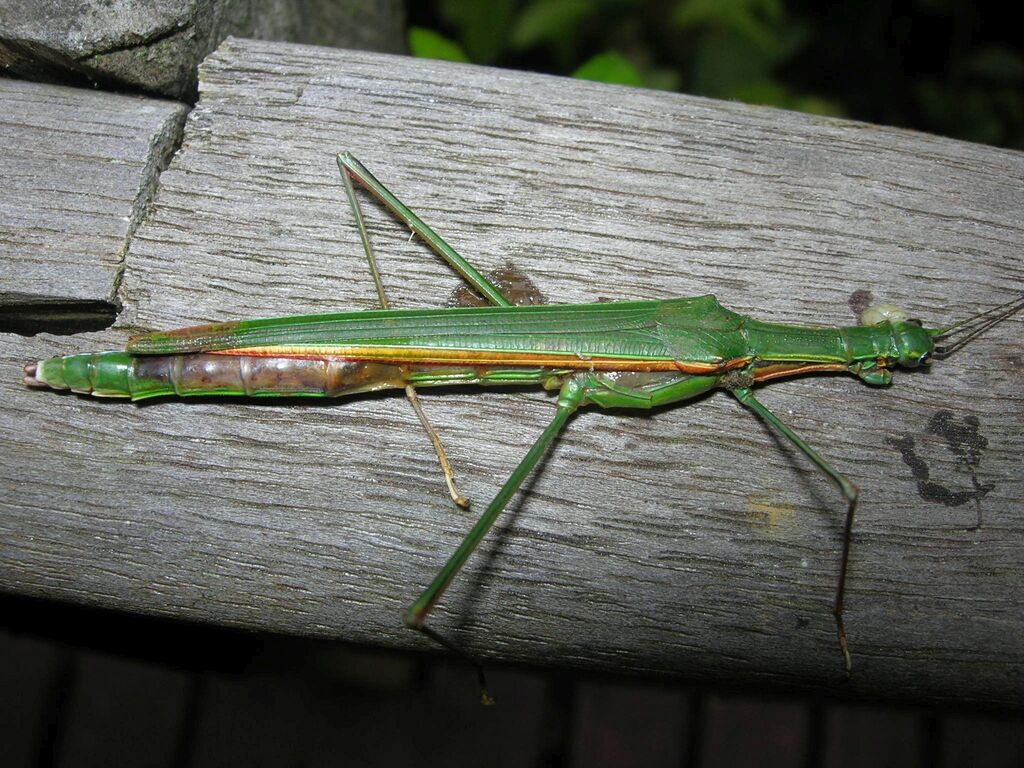 Paranecroscia operculata
