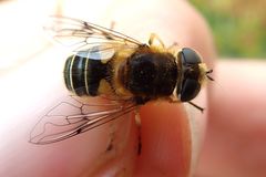 Eristalis jugorum