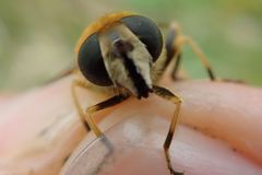 Eristalis jugorum