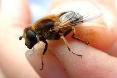 Eristalis jugorum