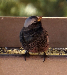 Leucosticte atrata