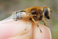Eristalis jugorum