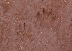 Procyon cancrivorus