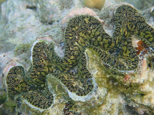 Tridacna noae (Röding, 1798)