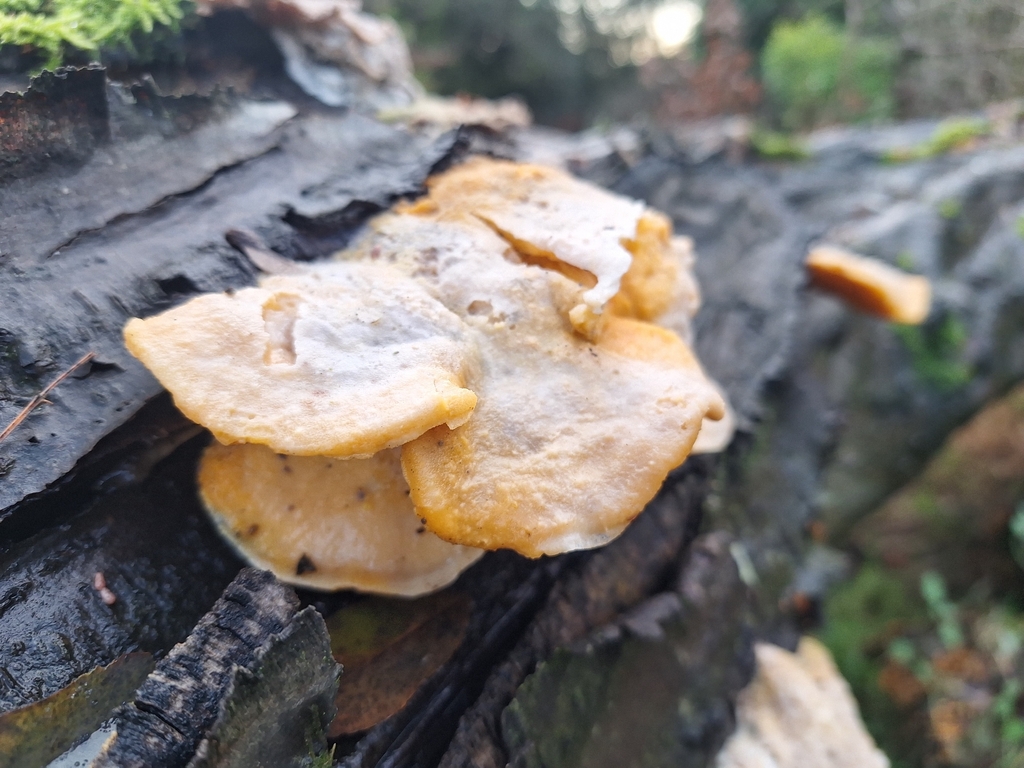 Laetiporus sulphureus · December 2025 · photo: © andyunderscore (iNaturalist, cc-by)