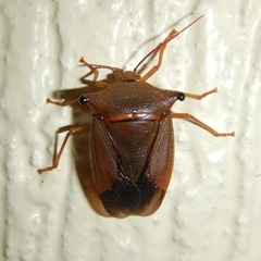 Peromatus
