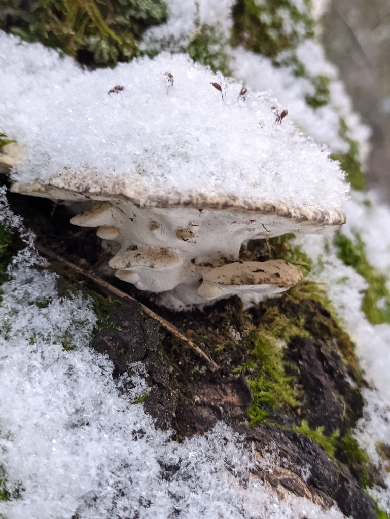 Rigidoporus populinus · December 2025 · photo: © naturalist57011 (iNaturalist, cc-by)