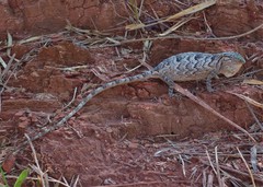 Polychrus acutirostris