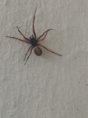 Steatoda nobilis