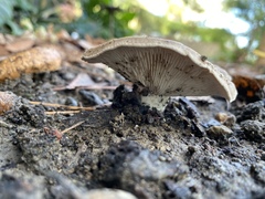 Fungi