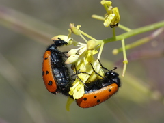 Hycleus scutellatus