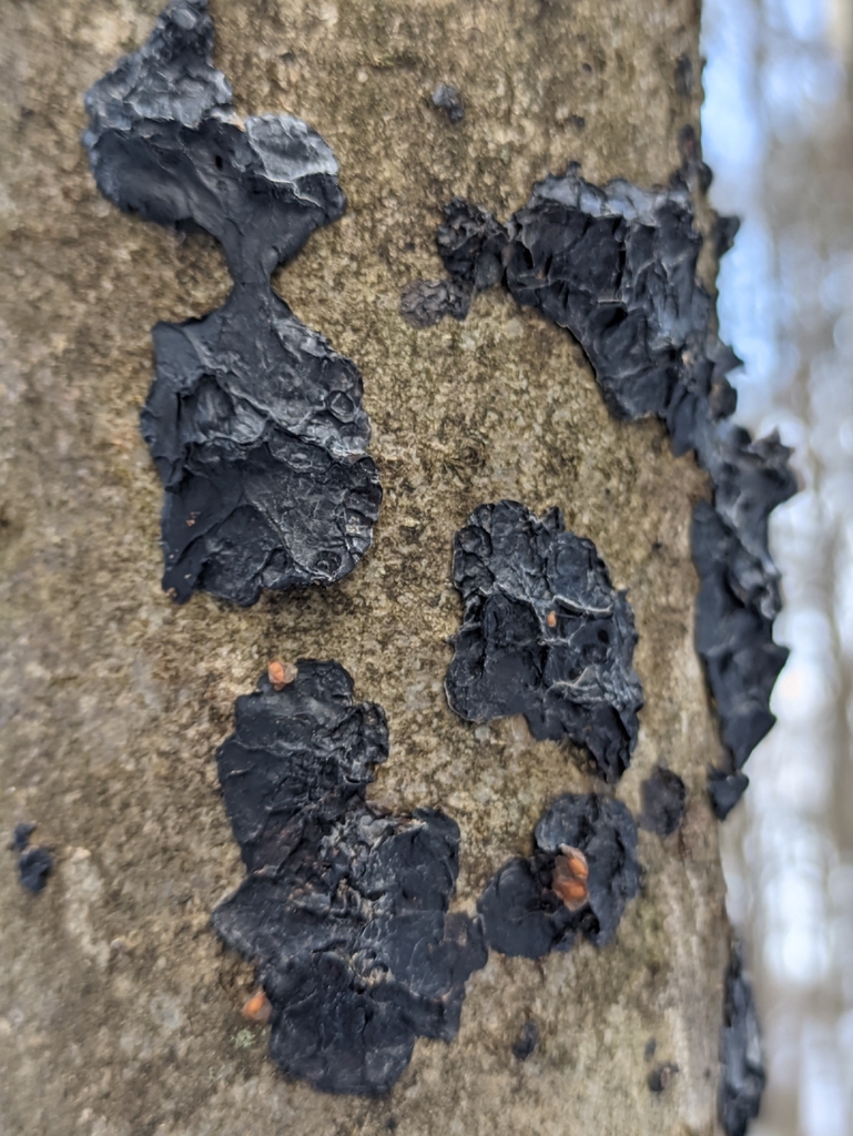 Exidia nigricans · December 2025 · photo: © naturalist57011 (iNaturalist, cc-by)