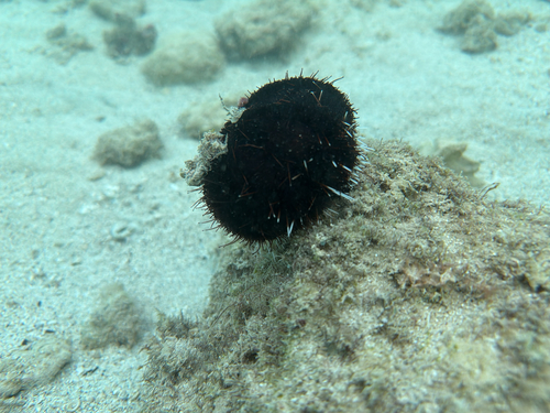 Tripneustes gratilla observed 2025-12-13