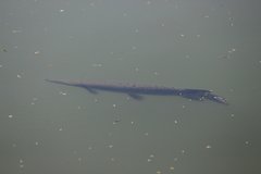 Atractosteus tropicus