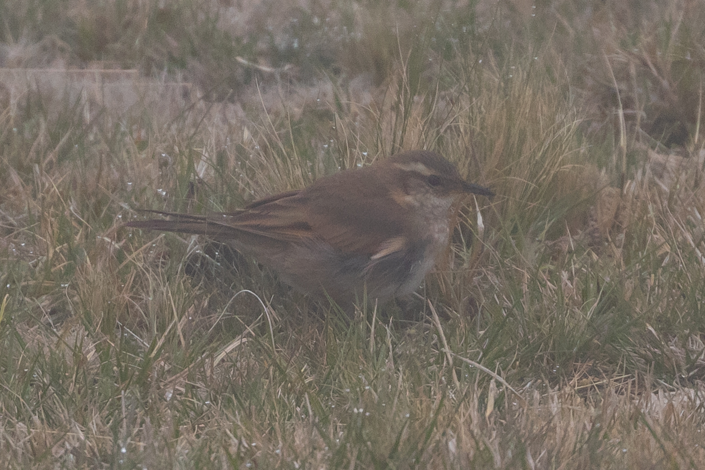 Cordoba Cinclodes (Cinclodes comechingonus), photo 2