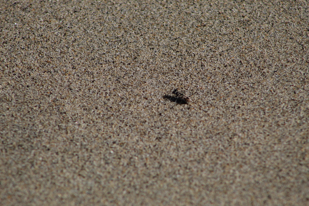Opilidia leuconoe