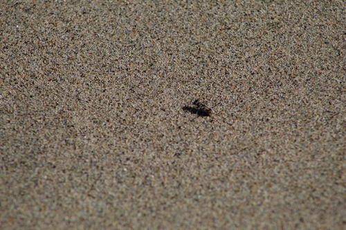 Opilidia leuconoe