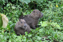 Hydrochoerus isthmius
