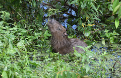 Hydrochoerus isthmius