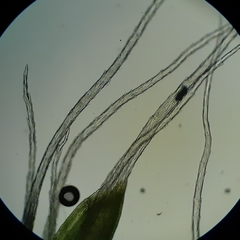Grimmia decipiens