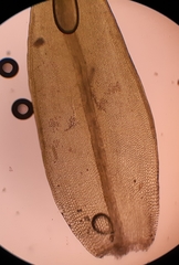 Grimmia decipiens