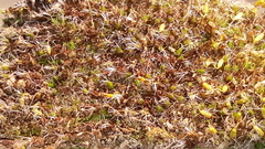 Grimmia decipiens