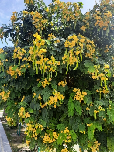 Glossy Shower (Senna surattensis)
