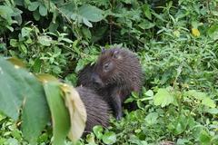 Hydrochoerus isthmius