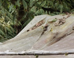 Spinus xanthogastrus