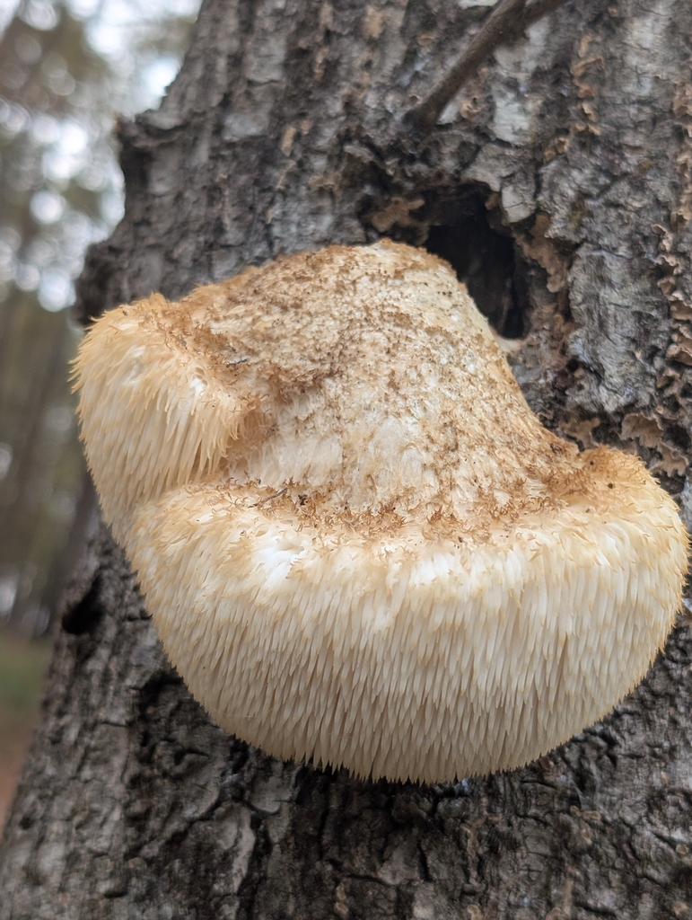 Hericium carolinense · December 2025 · photo: © grant226 (iNaturalist, cc-by)
