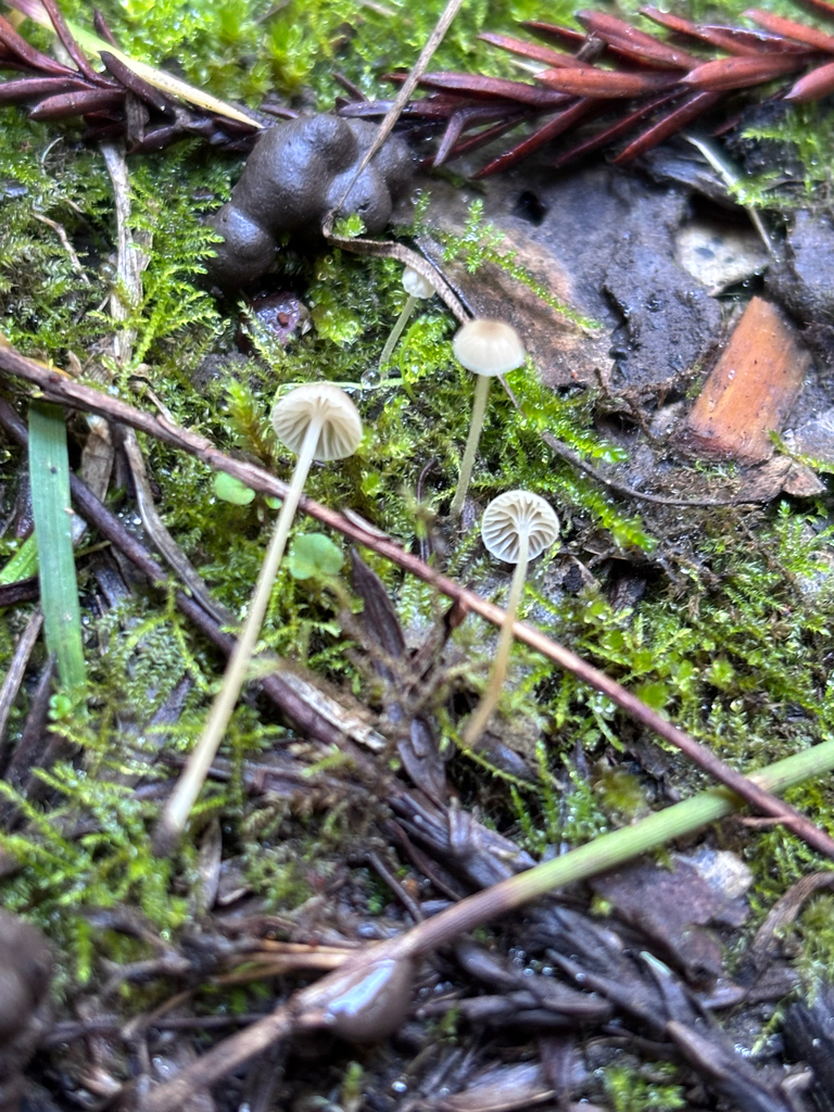 Phloeomana speirea · December 2025 · photo: © reago (iNaturalist, cc-by)