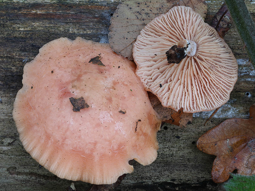 Rhodotus palmatus · December 2025 · photo: © mycobel (iNaturalist, cc-by)